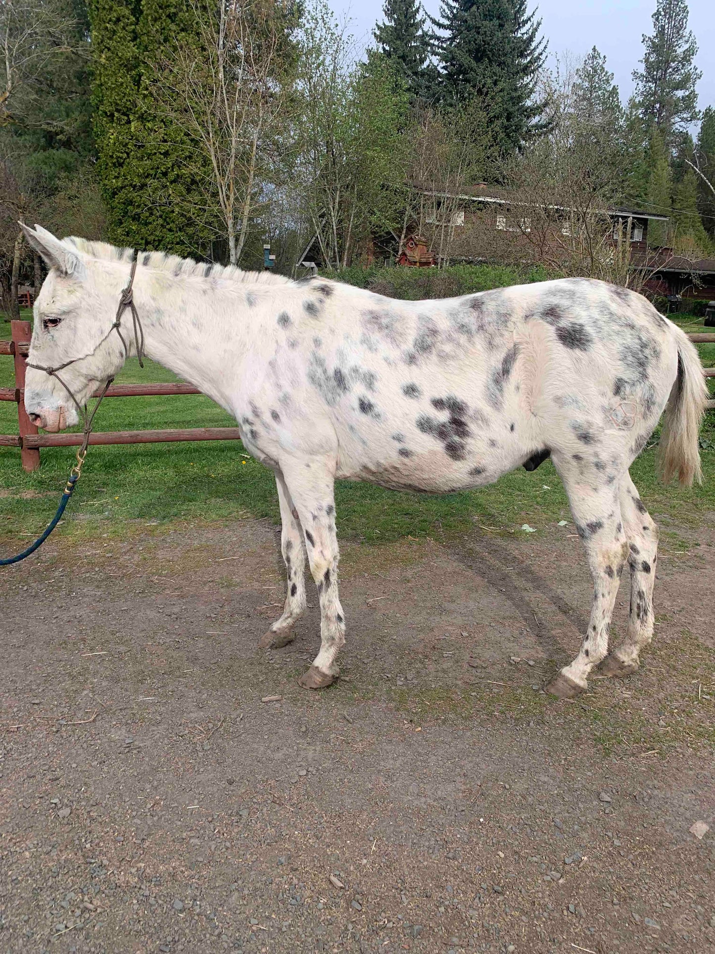 Fergus - Appaloosa Mule