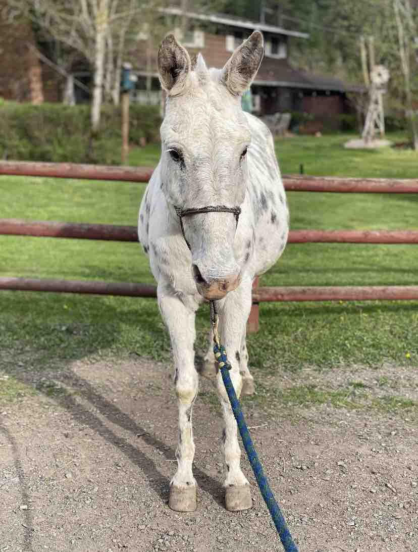 Fergus - Appaloosa Mule