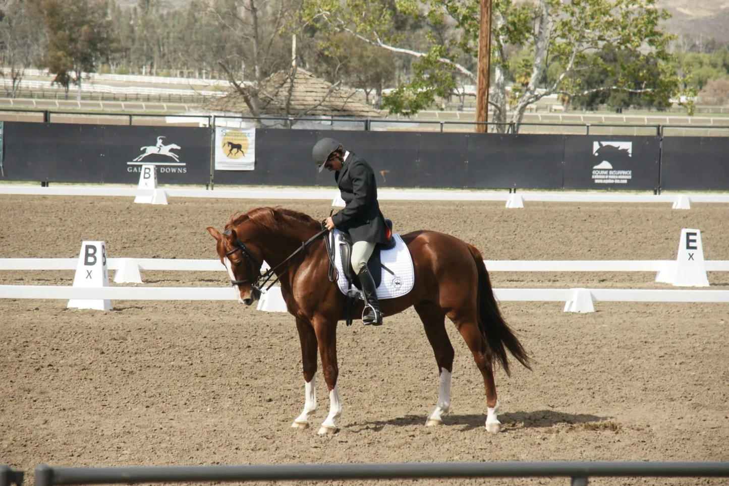 Northwest Sporthorse