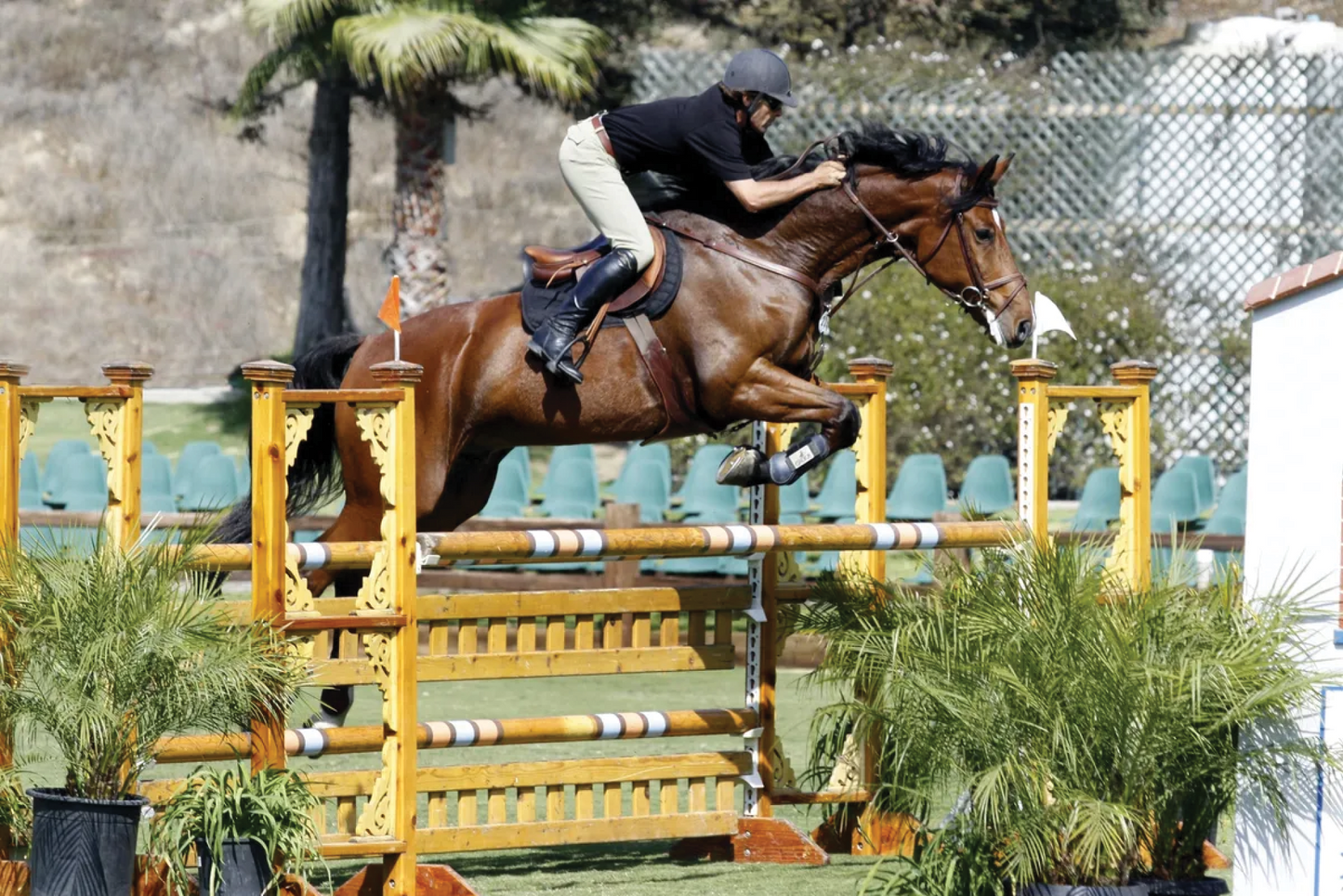 Northwest Sporthorse