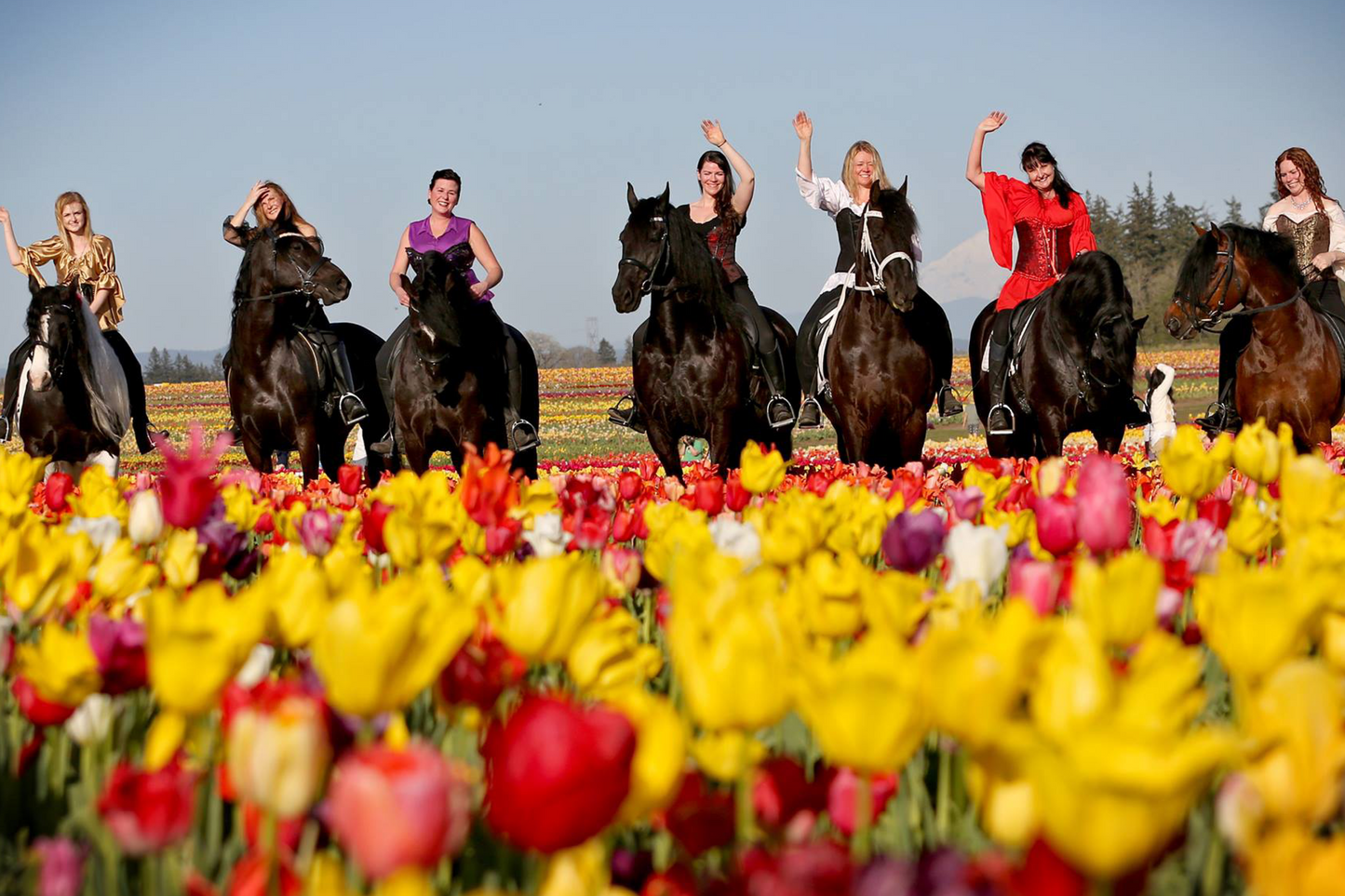 BlackPearl Friesian Dance Troupe
