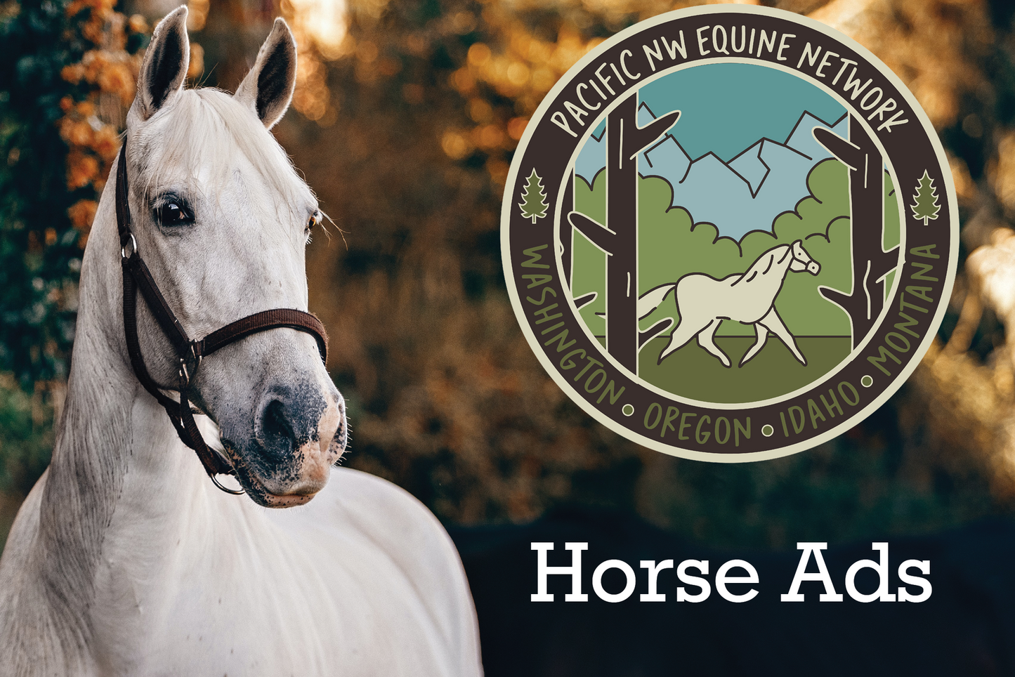 90-Day Horse Ad