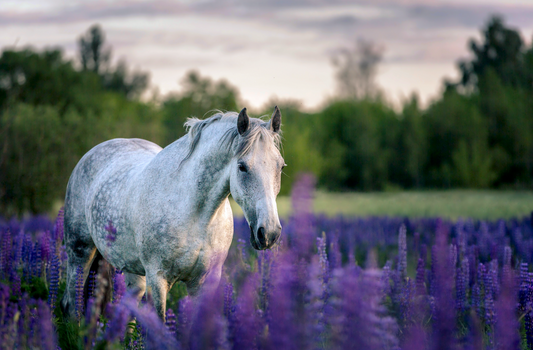 Embracing Equine Connection Beyond Riding: Joy With Retired Horses