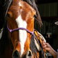 Monte - Tobiano Gypsy Vanner x Azteca Gelding