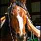 Monte - Tobiano Gypsy Vanner x Azteca Gelding