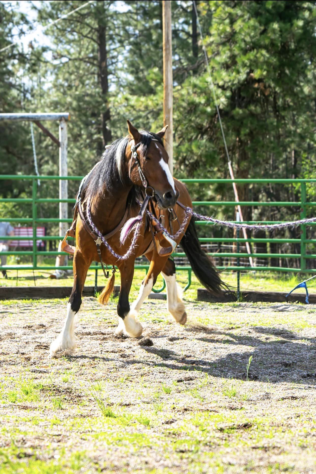 Monte - Tobiano Gypsy Vanner x Azteca Gelding