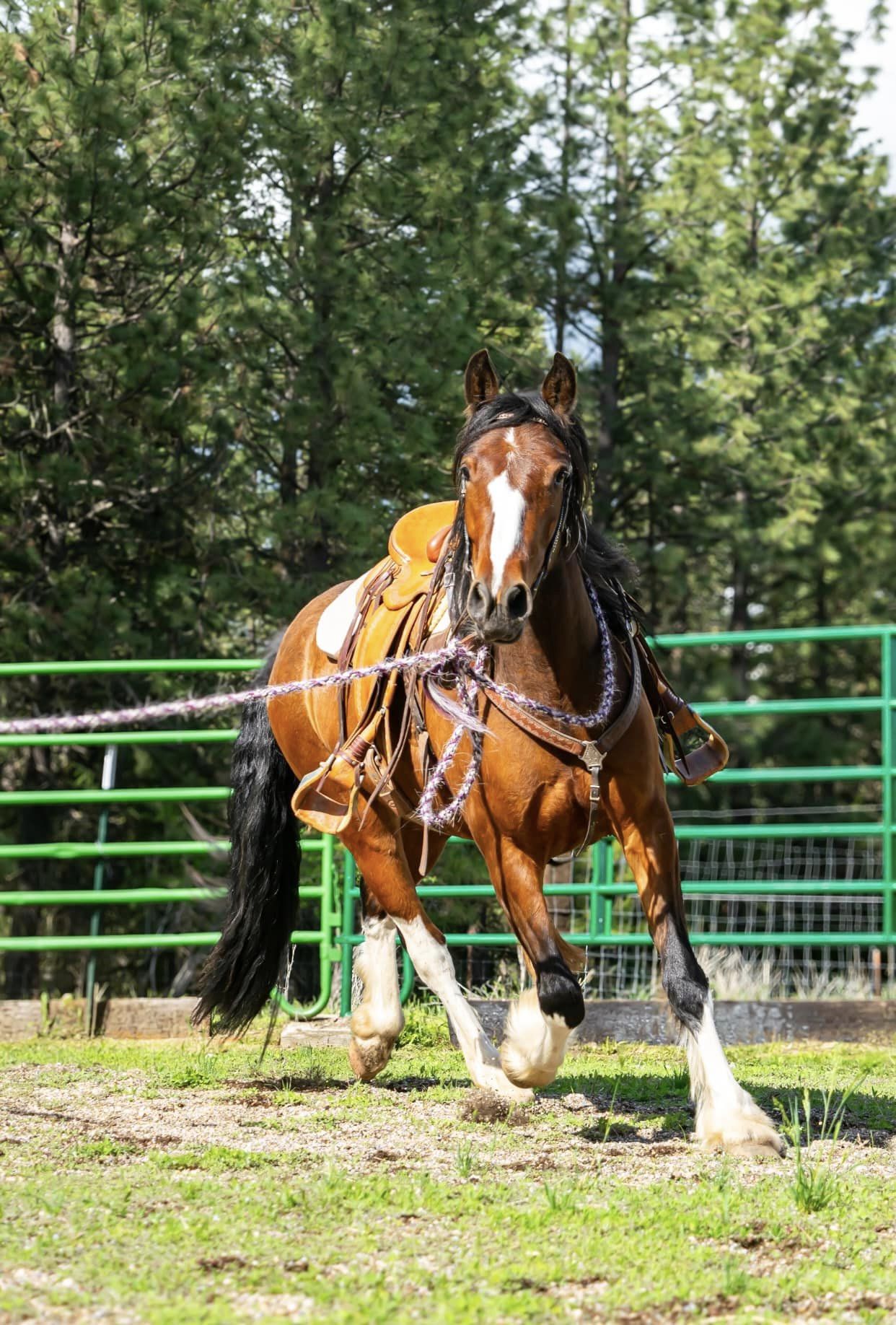 Monte - Tobiano Gypsy Vanner x Azteca Gelding