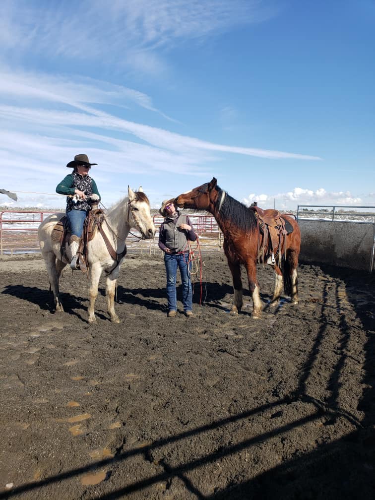 Monte - Tobiano Gypsy Vanner x Azteca Gelding