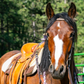 Monte - Tobiano Gypsy Vanner x Azteca Gelding