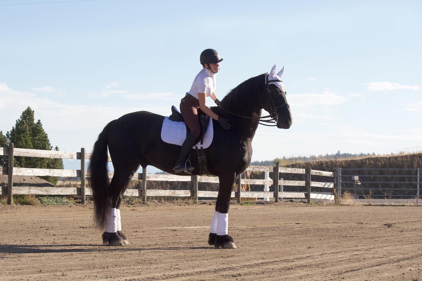 Grace Safranski Dressage