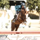 Hanoverian Stallion - For Play
