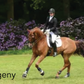 Hanoverian Stallion - For Play