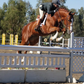 Hanoverian Stallion - For Play