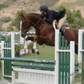 Hanoverian Stallion - For Play