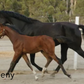 Hanoverian Stallion - For Play