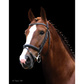 Hanoverian Stallion - For Play