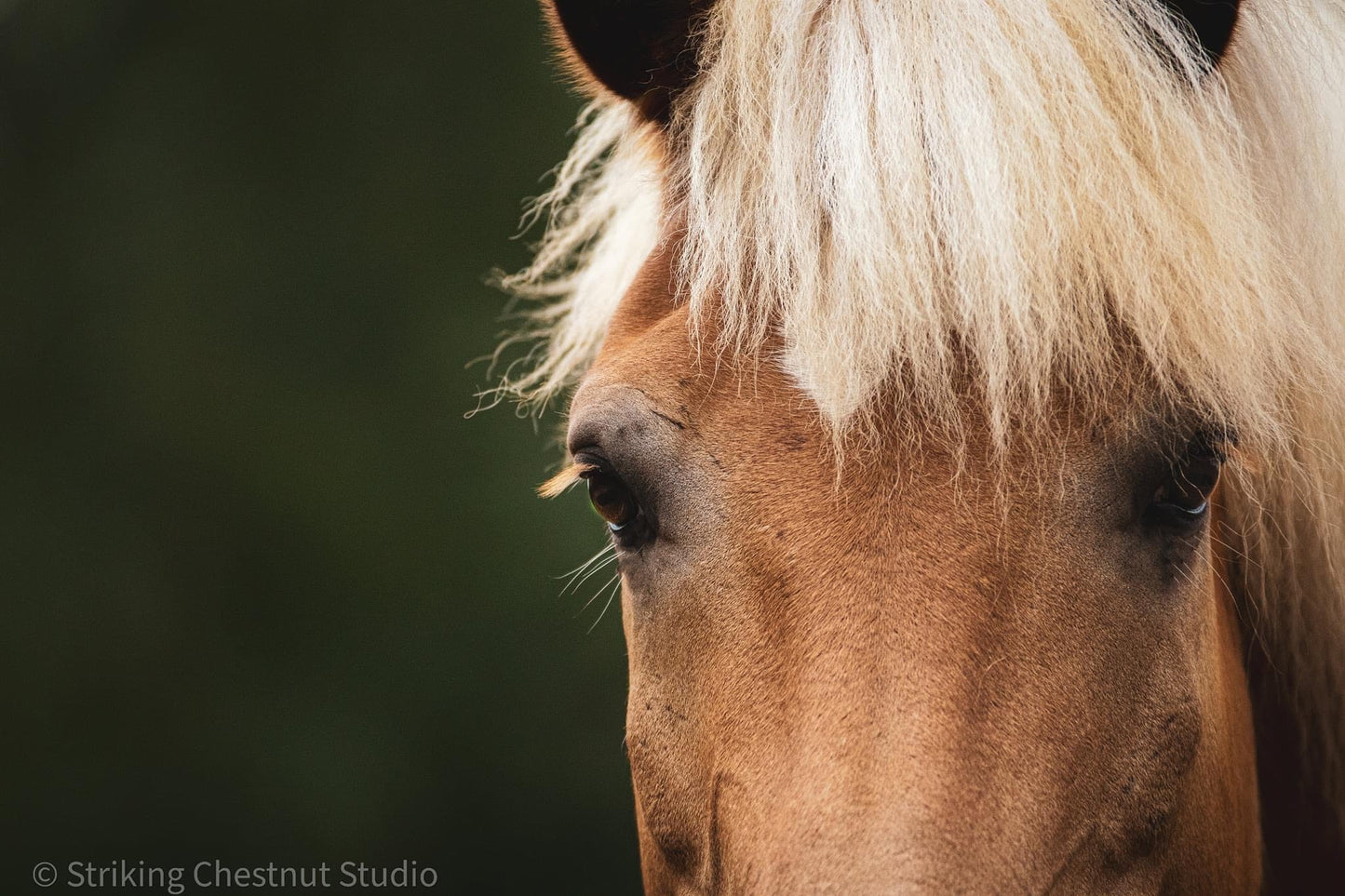 Striking Chestnut Photography