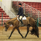 Precision Performance Horses