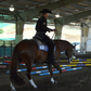 Precision Performance Horses