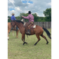 RD Ranch Versatility Horses