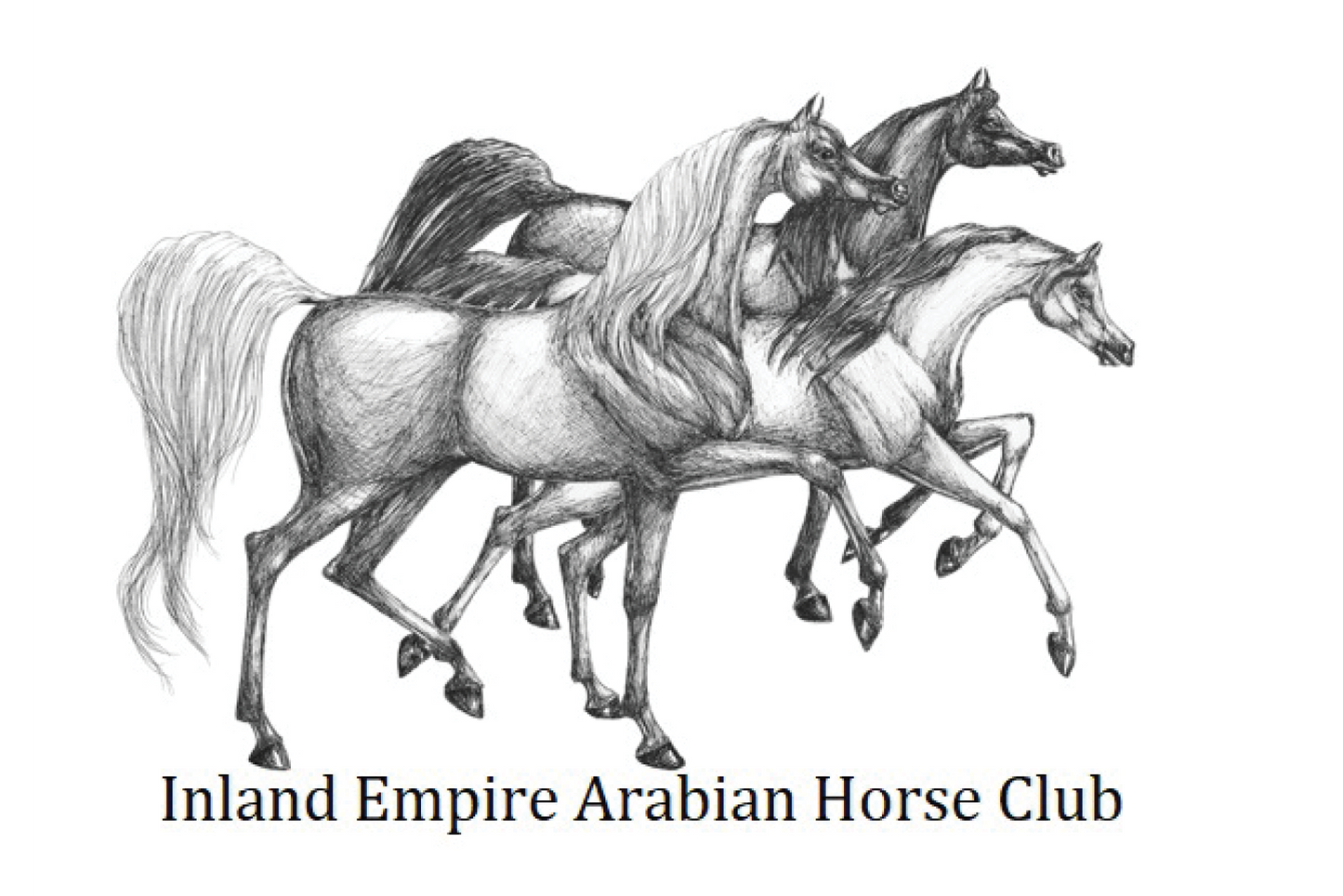 Inland Empire Arabian Horse Club