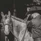 Precision Performance Horses