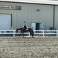 Precision Performance Horses