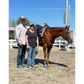 Precision Performance Horses